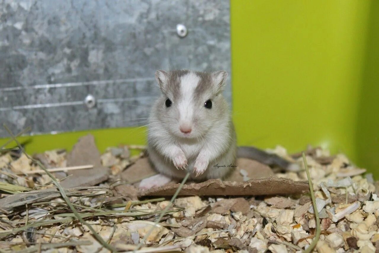 Карликовые песчанки. Песчанка монгольская. Песчанка домашняя. Песчанка чизмана. Песчанка домашняя.