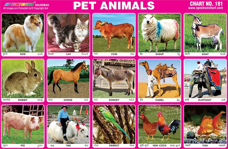 Pet animals. Подпись Pets. Умачка domestic animals. Pets animals разница. Животные петс