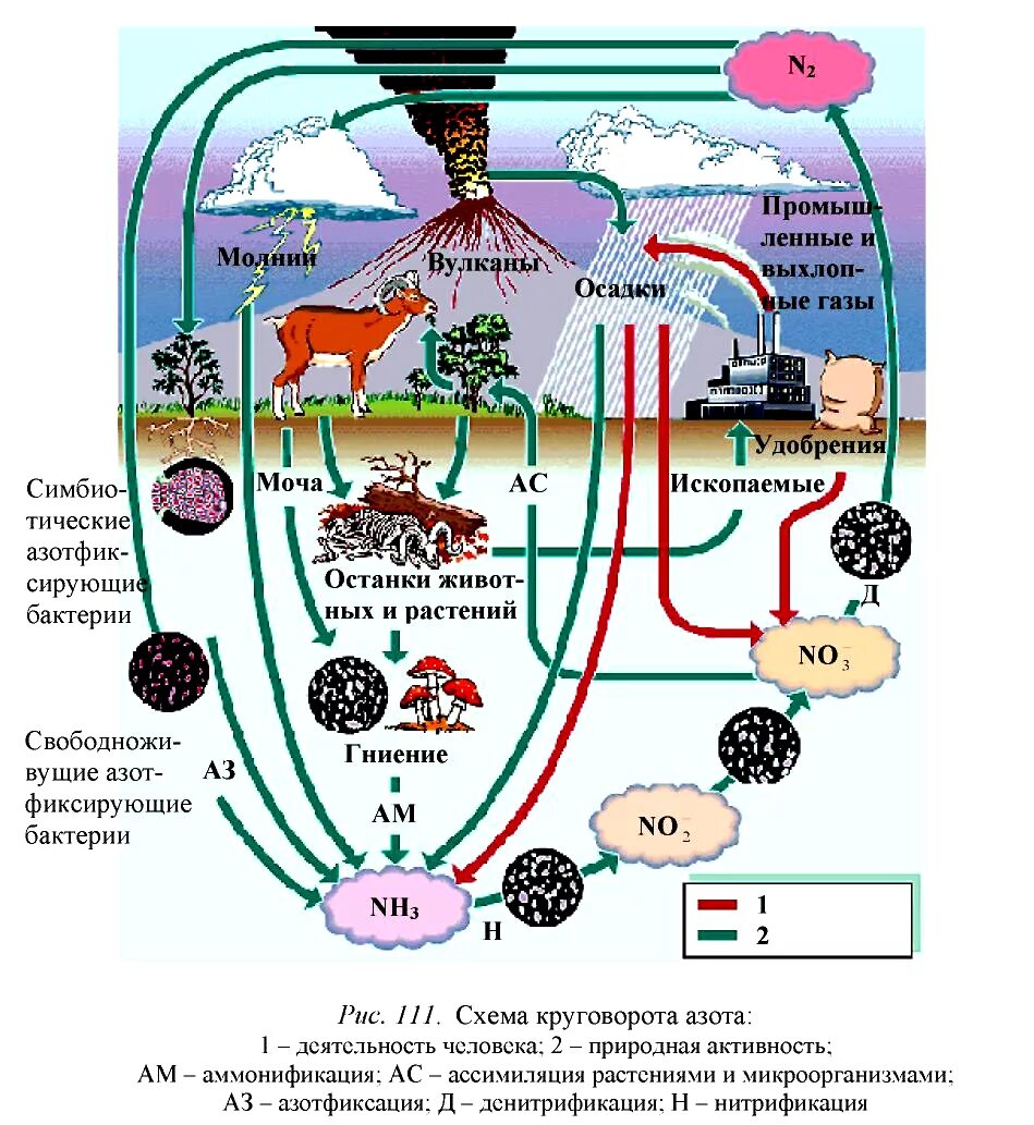 Роль микроорганизмов в круговороте веществ. Процессы круговорота азота. Участие бактерий в круговороте веществ. Круговорот веществ в биосфере азот. Бактерии грибы в круговороте веществ выполняют роль