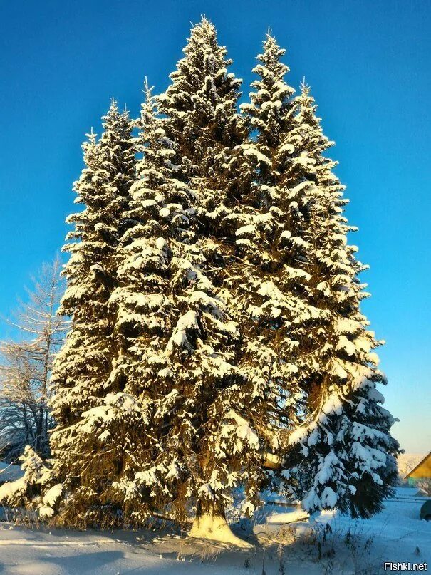 Многоствольная ель Усть-Куломский район. Руч Усть-Куломского района Республики Коми. Ель в селе руч Усть-Куломский. Многоствольная ель в Республике Коми.