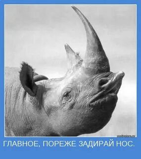 Главный редко