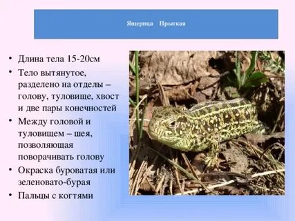 Температура тела ящерицы