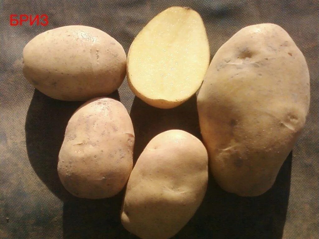 Винета сорт картофеля. Картофель Гала Венета.