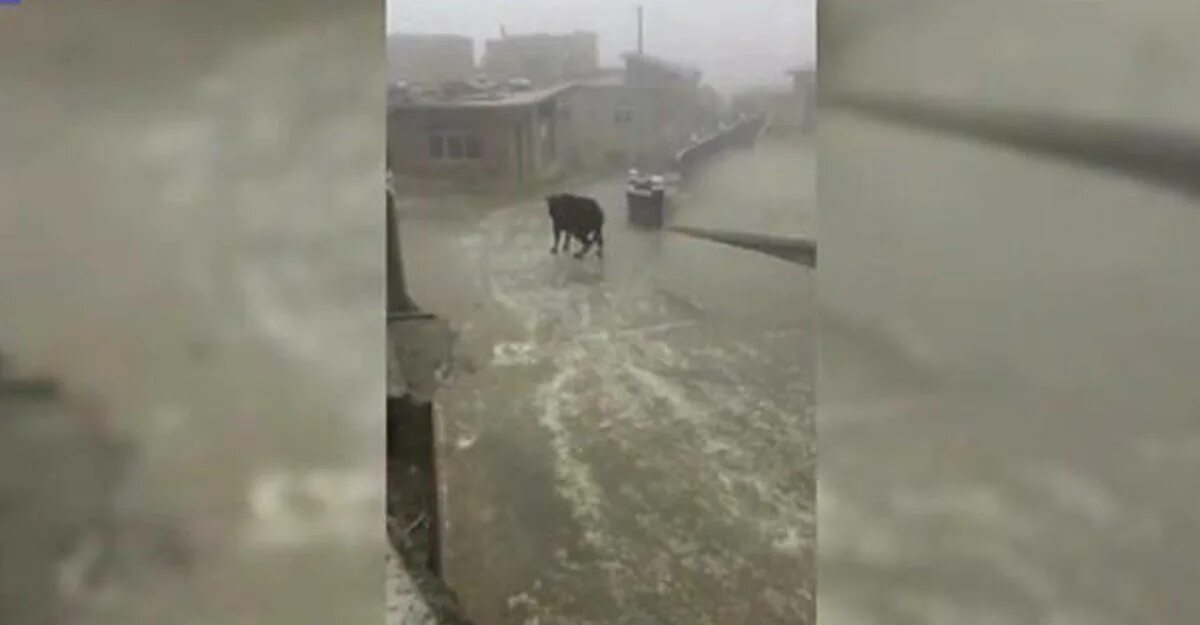 Корова на льду картинки. Корова на льду видео. Теленок на льду. Корова на льду фото. Три коровы на льду.