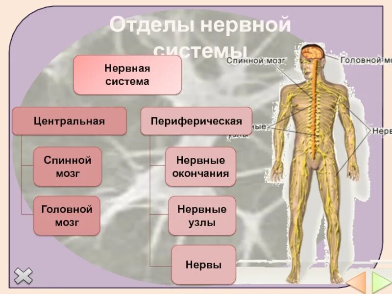 Подразделения нервной системы. Отделы нервной системы. Отделы периферической нервной системы. Функции отделов нервной системы. Периферическая нервная система человека.
