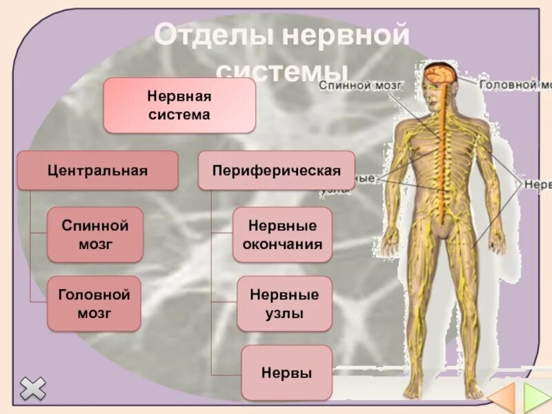 Отделы нервной системы. Отделы периферической нервной системы. Функции отделов нервной системы. Периферическая нервная система человека. Подразделения нервной системы