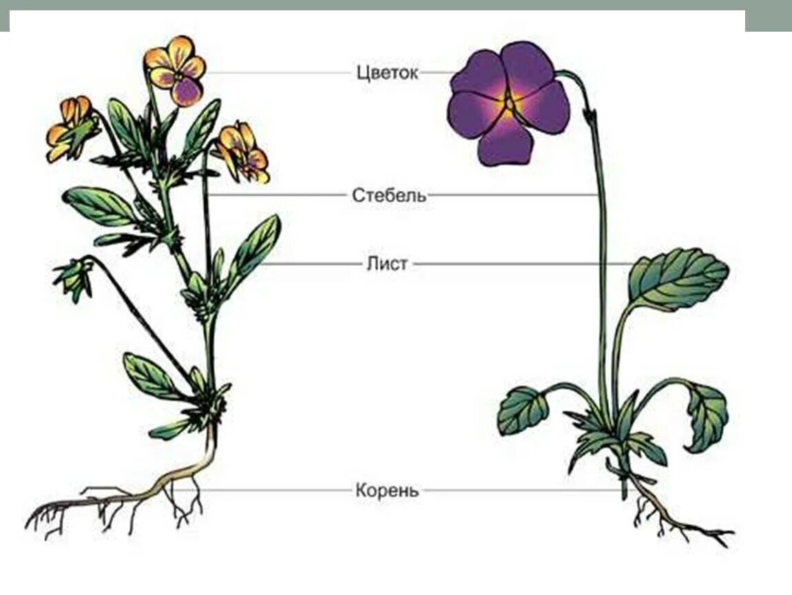 Строение цветковых покрытосеменных растений. Строение цветка фиалки трехцветной. Фиалка Полевая строение. Покрытосеменные корень стебель листья.