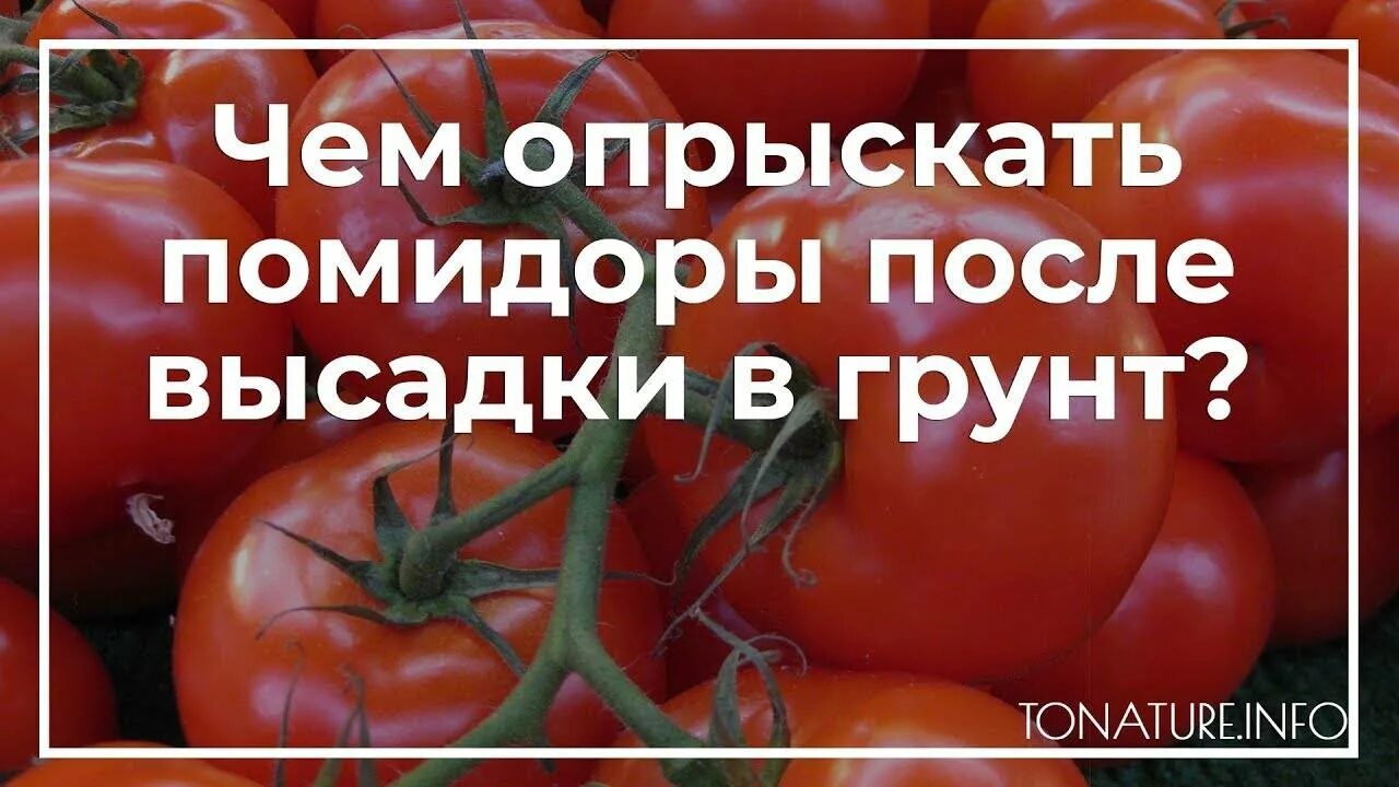 Когда замачиваем семена томатов в марте. Томаты в открытом грунте в Подмосковье. Посадка томатов семенами в открытый грунт. Нужны семена томатов. Доброе утро помидоры.