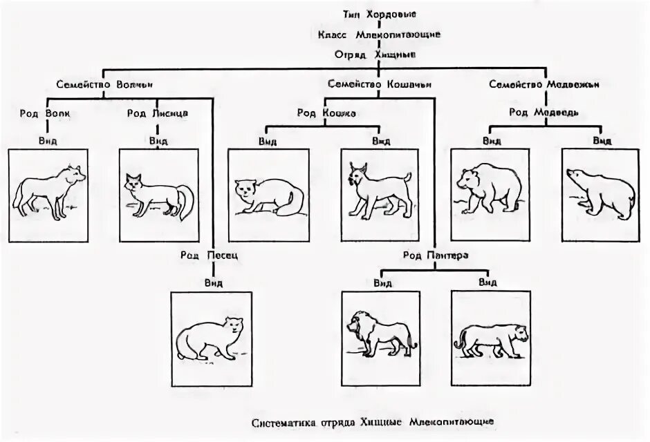 Схема деления животных. Семейство кошачьих классификация. систематика хищных млекопитающих. семейство кошачьих классификация схема. млекопитающие схема.