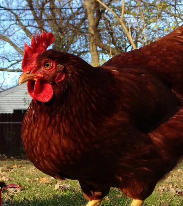 Ред куры описание фото Gallery  Rooster breeds, Gallery, Chicken breeds