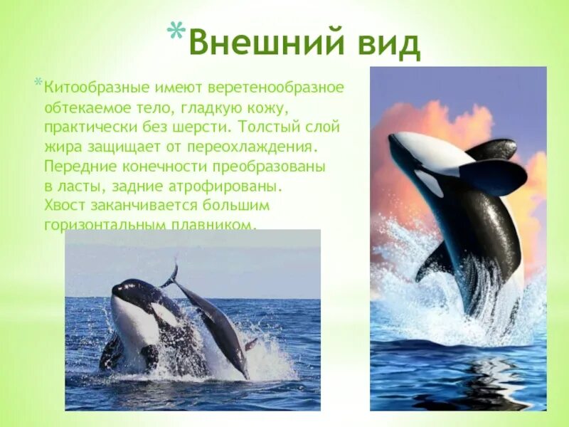 Китообразные значение в природе и жизни человека. Внешний вид китообразных. среда обитания китообразных. внешнее строение китообразных. китообразные млекопитающие.