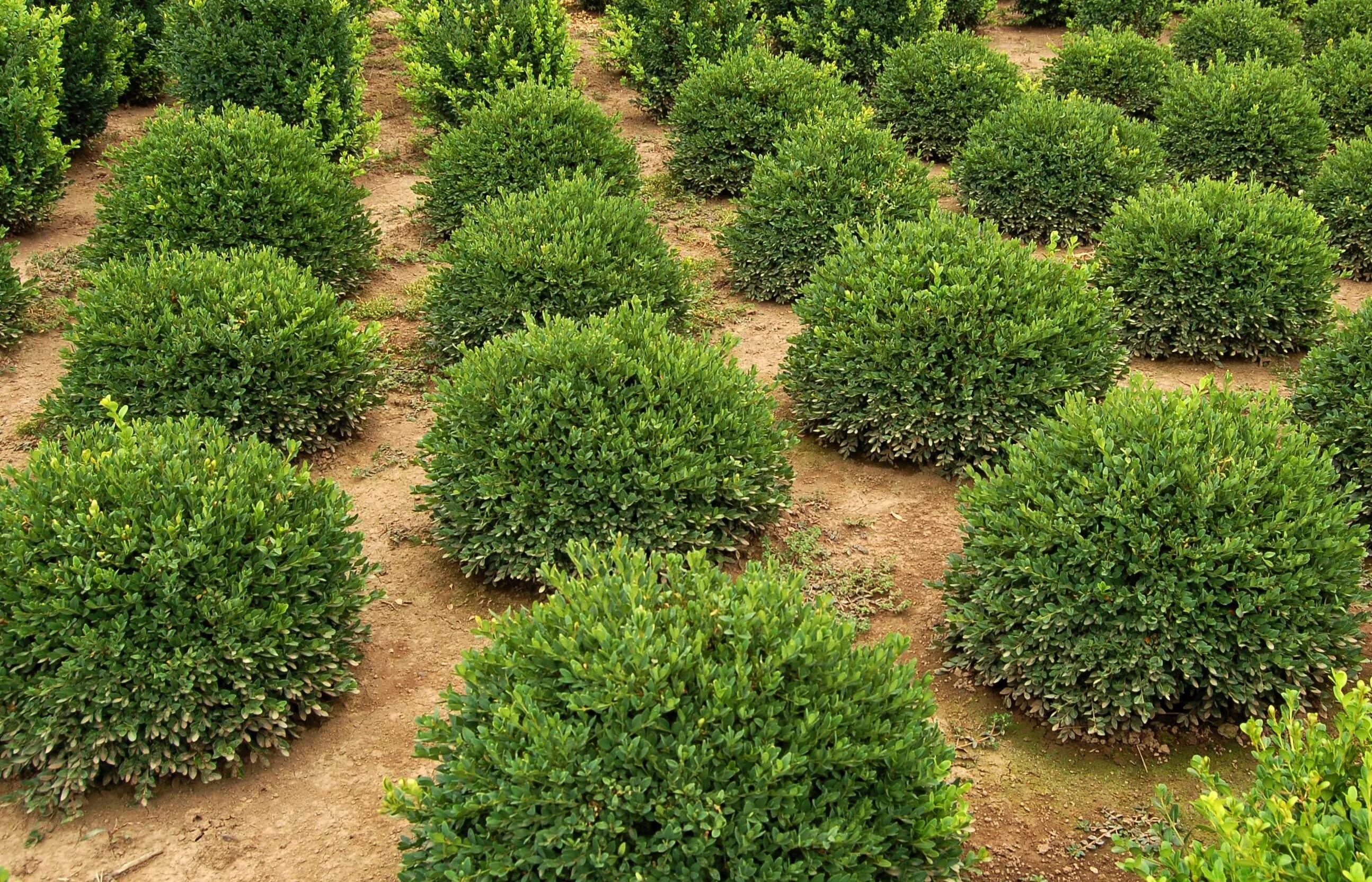 Заросли низкорослых вечнозеленых. Самшит Buxus. Buxus sempervirens самшит. Buxus sempervirens изгородь. Самшит Буксус вечнозеленый.