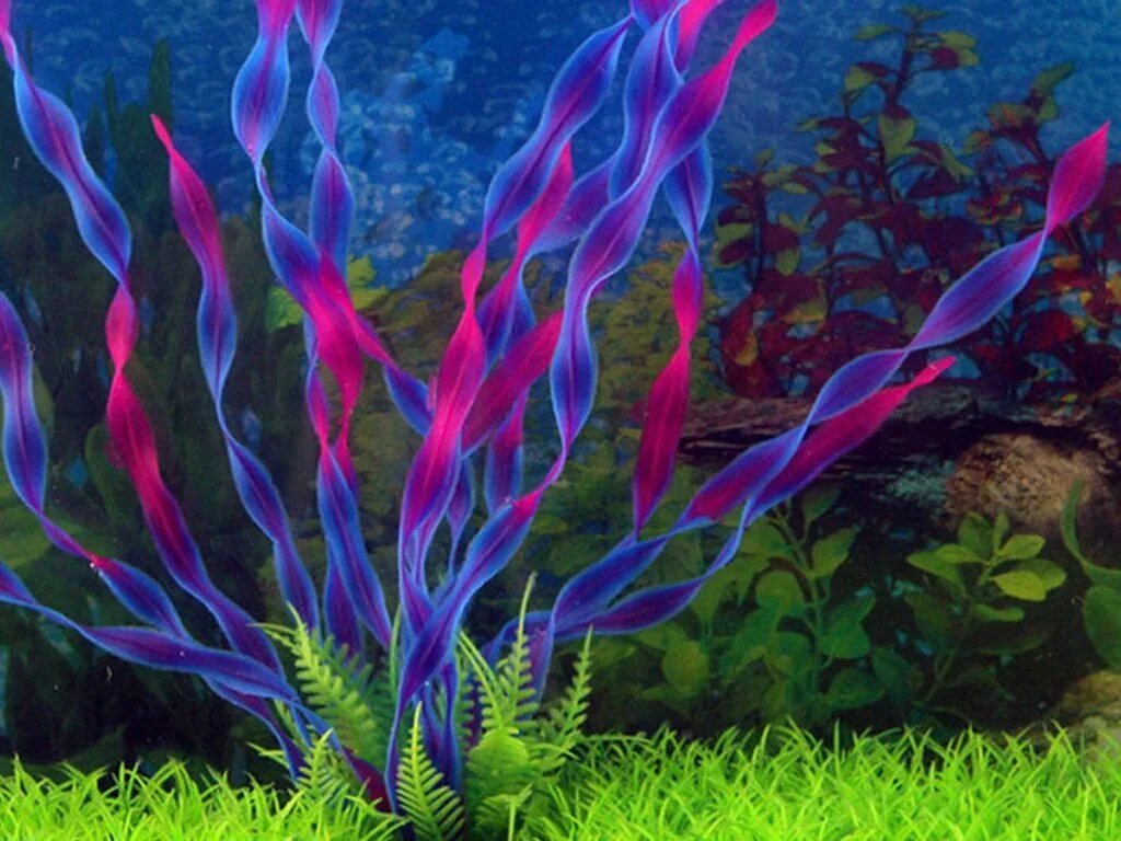 Водоросли и свет. Разноцветные водоросли. Фиолетовые водоросли. Водоросли для аквариума. Цветные водоросли для аквариума.