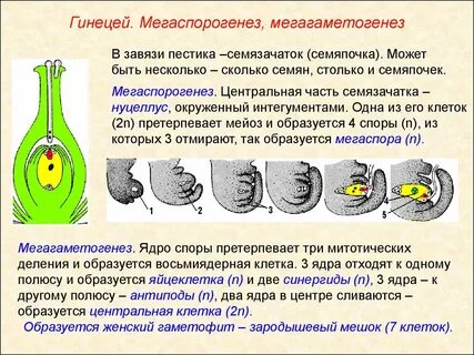 Что из перечисленного развивается внутри семязачатка впр
