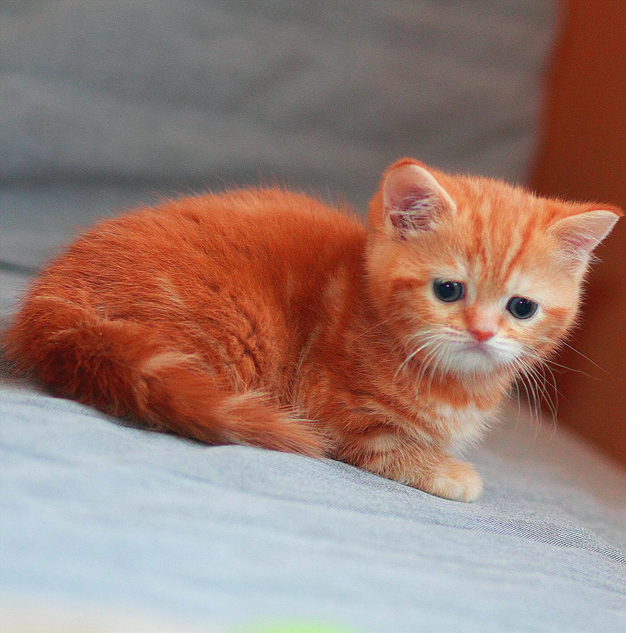 Экзот порода кошек рыжий. Рыжий британский кот прямоухий. Бобтейл красный мрамор. Кот красного окраса. Кот красного окраса.