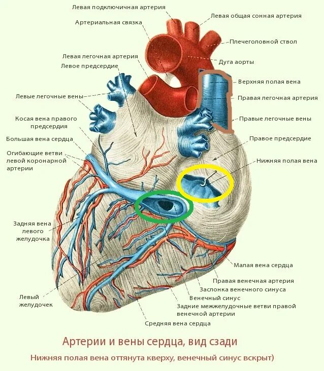 Строение сердца венечный синус. Вена венечного синуса сердца. Венечный синус сердца анатомия. Венечные артерии сердца анатомия.