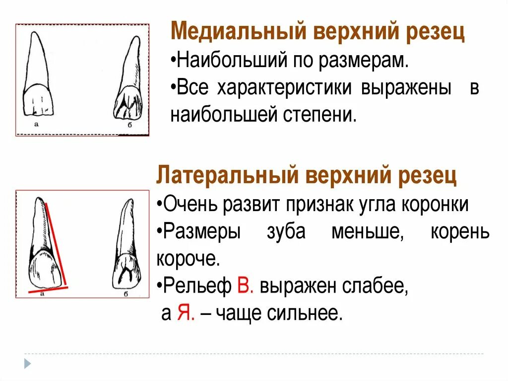 Признаки стороны зуба. Медиальный резец верхней челюсти левый. Центральный медиальный резец верхней челюсти. Мезиальный резец верхней челюсти анатомия. Медиальный резец верхней челюсти рисунок.