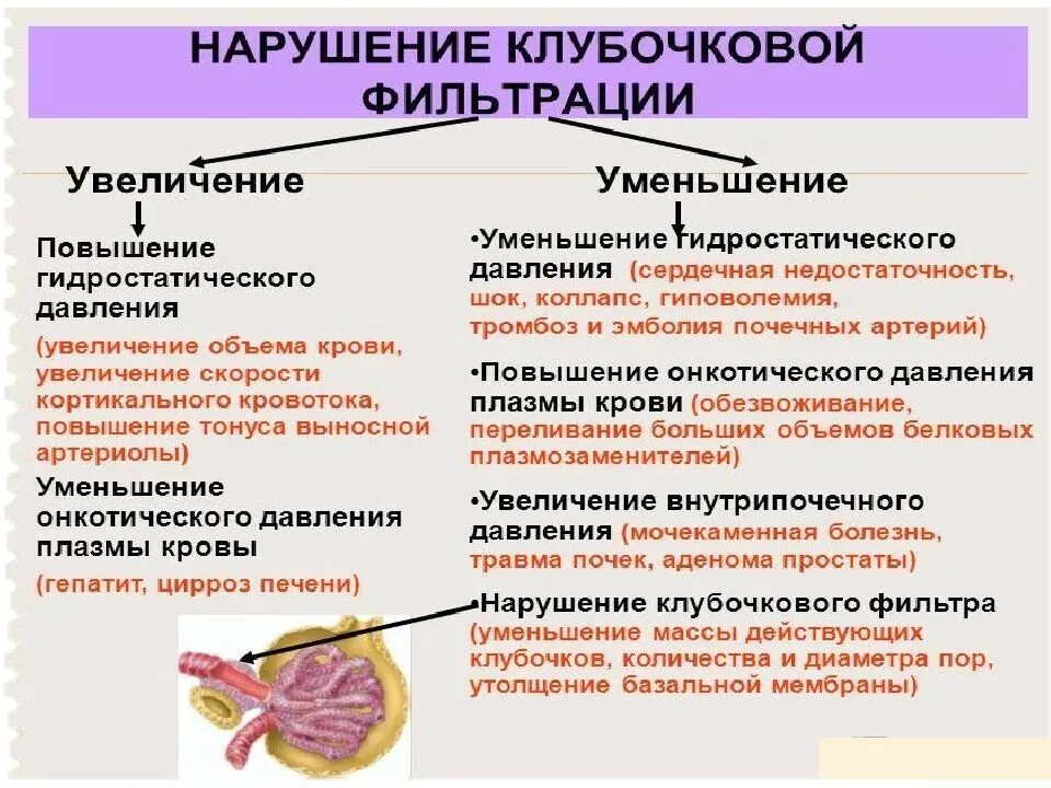 Снижение клубочковой фильтрации причины. Снижение скорости клубочковой фильтрации. Повышение клубочковой фильтрации причины. Снижение скорости клубочковой фильтрации причины.