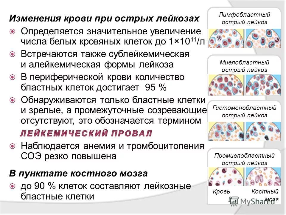 Лейкозу нет сайт фонд борьбы с лейкемией. Лейкозу нет сайт фонд борьбы с лейкемией