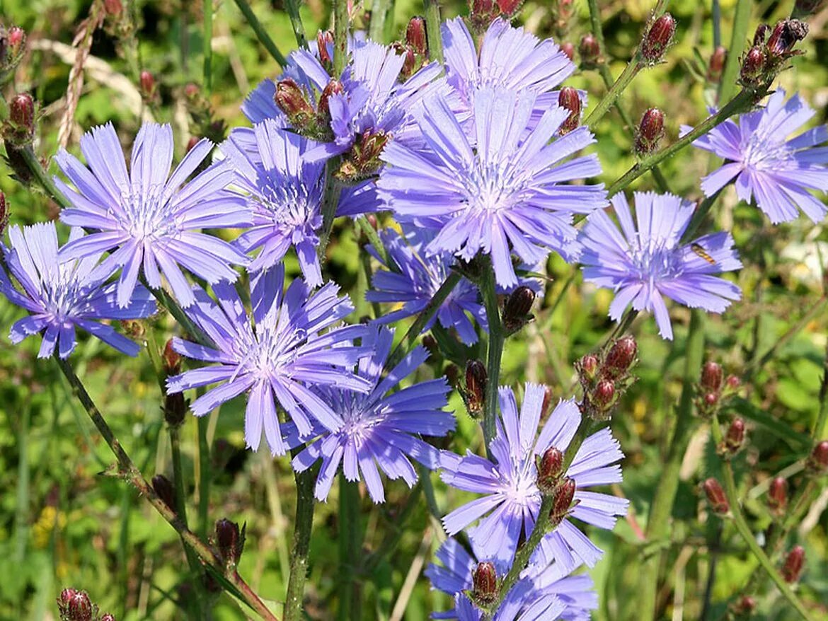 Как делают цикорий. Цикорий обыкновенный. Цикорий (Cichorium intybus). Cichorium pumilum. Цикорий Лесной.