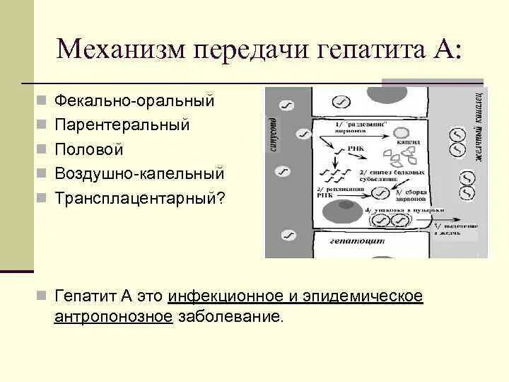 Фекально оральный гепатит. Механизм передачи гепати. Механизм передачи гепатита в. Гепатиты с фекально-оральным механизмом передачи. Механизм передачи парентеральных гепатитов.