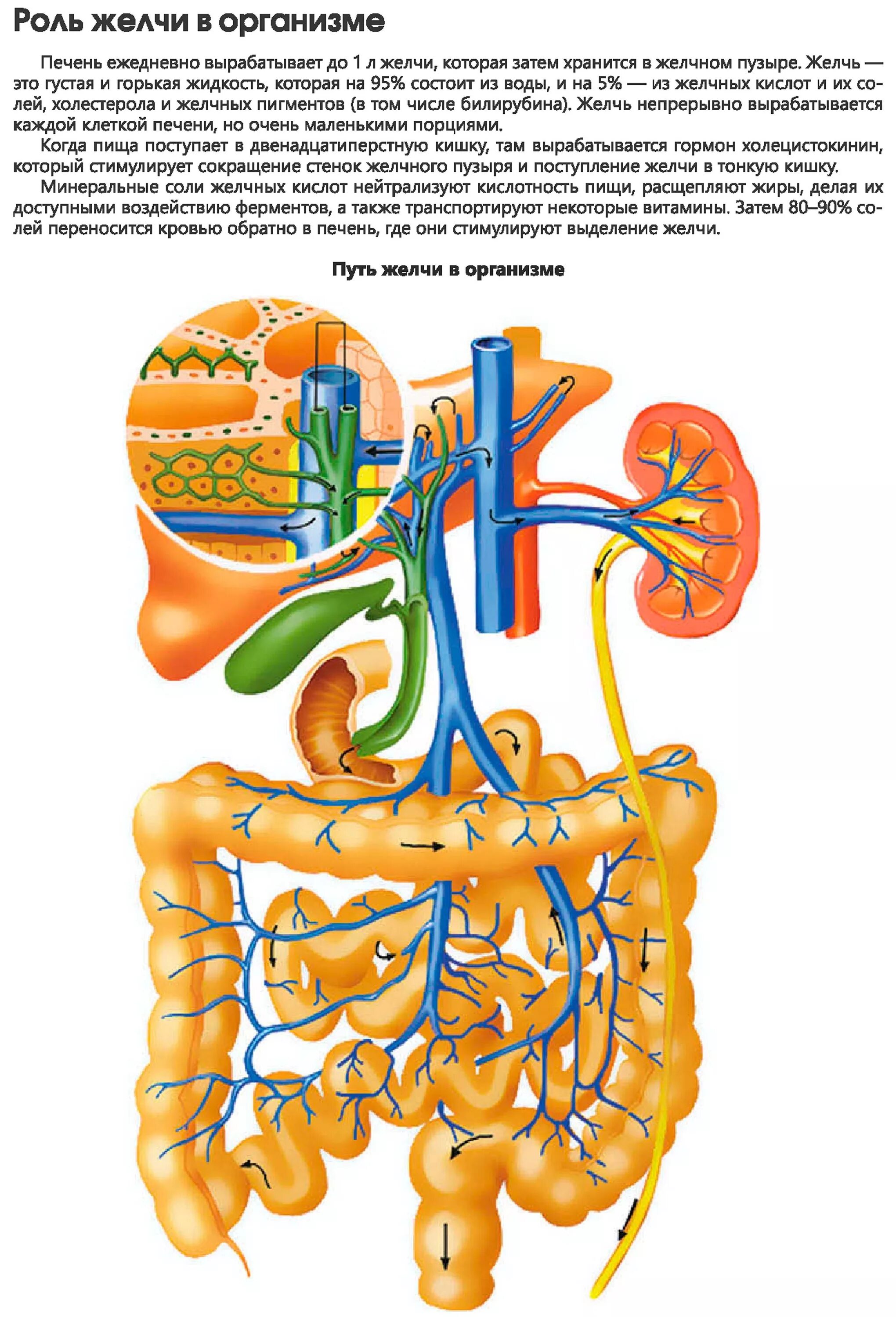 Схема движения желчи. Движение желчи в организме схема. Где вырабатывается желчь в организме человека. Путь движения желчи.