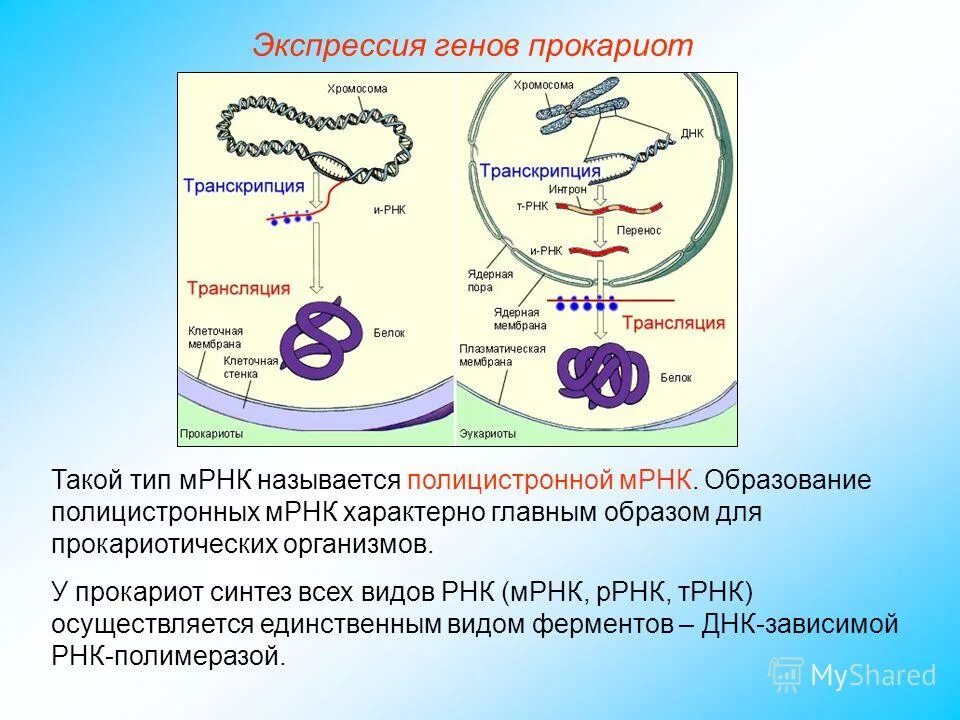 Экспрессия прокариот