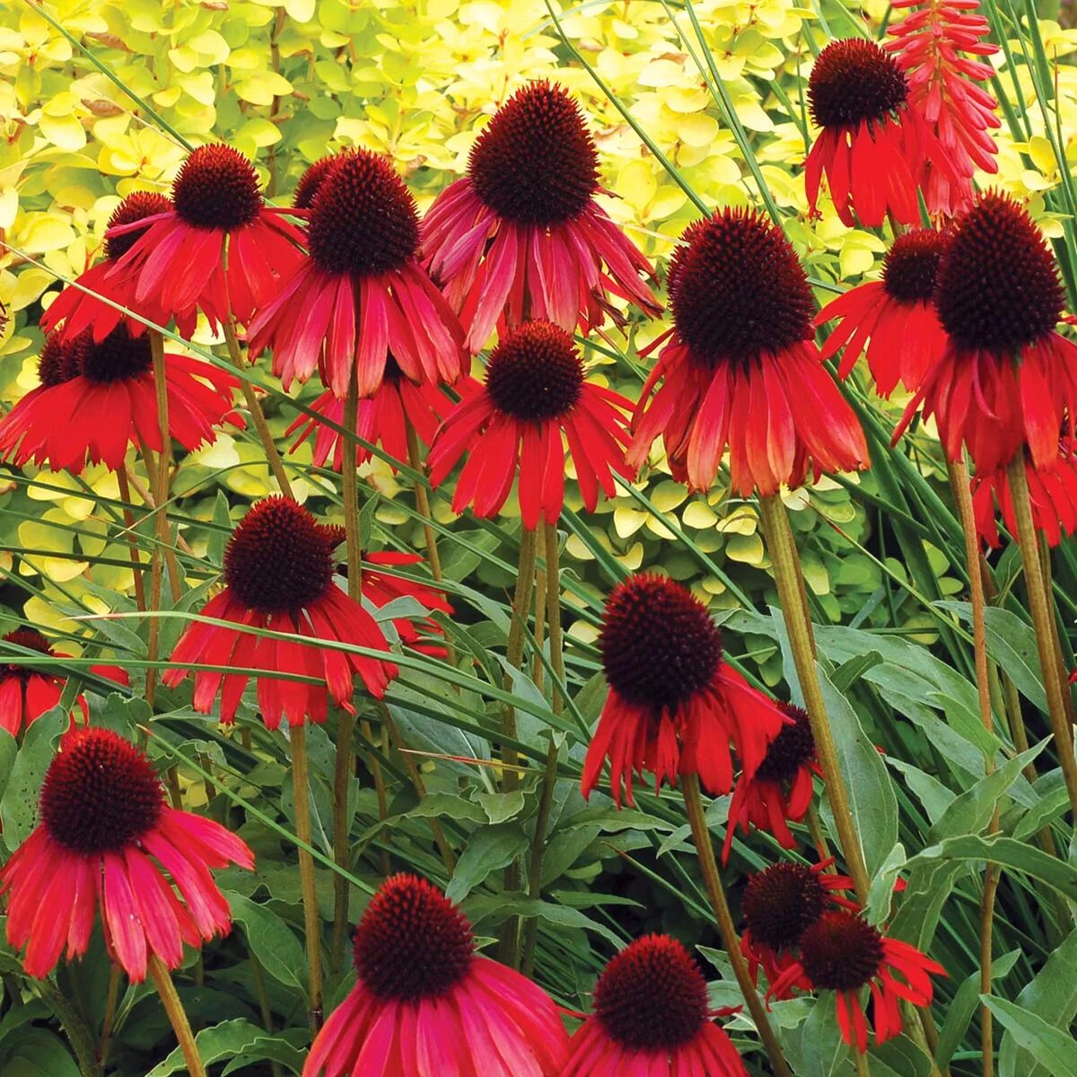 Эхинацея шляпа. Эхинацея Echinacea Firebird. Эхинацея красная. Эхинацея пурпурная красная. Эхинацея пурпурная красная шляпа.