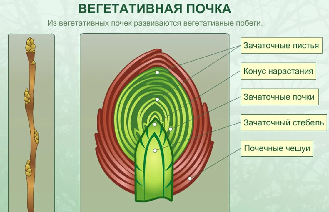 Зачаточное состояние. Вегетативная точка биология. Биология строение почек вегетативная. Внутреннее строение вегетативной почки. Зачаточный стебель у генеративной почки.