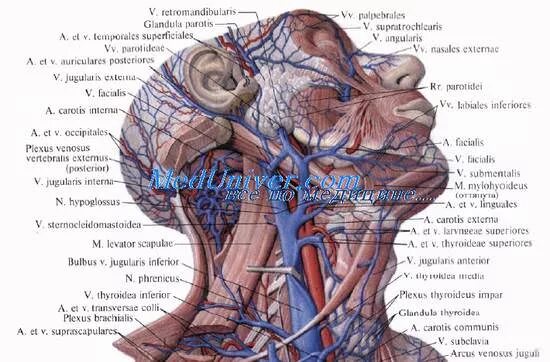Яремная артерия где находится. Наружная срамная Вена анатомия. Наружная яремная Вена анатомия топография. Общая Сонная артерия и внутренняя яремная Вена. Верхняя яремная Вена анатомия.