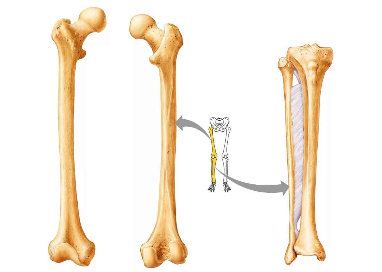 Большеберцовая кость анатомия че. Tibia Fibula кости. Анатомия голени большеберцовой кости. Большая берцовая кость анатомия человека. В костях и т д