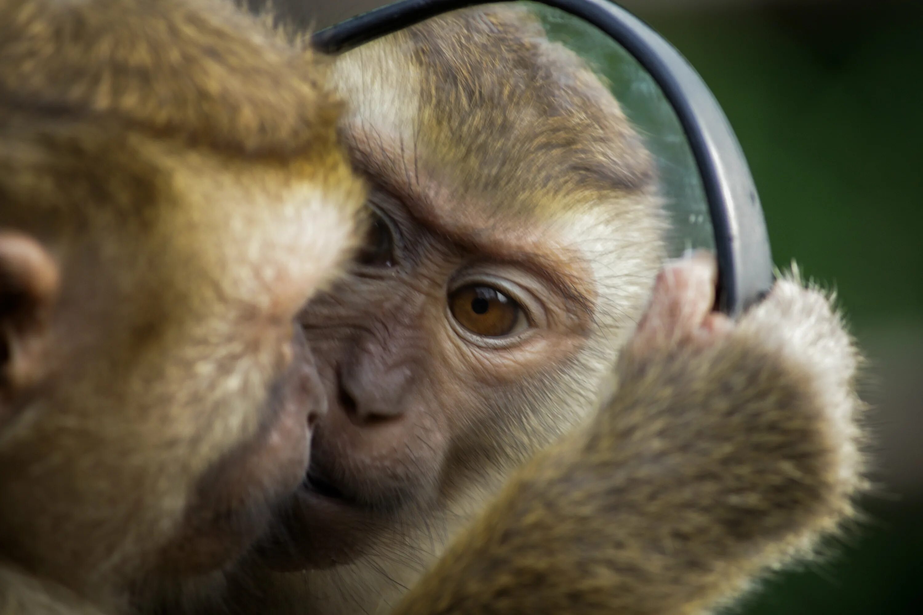 Горилла и шимпанзе. Капуцин тонкотел. Обезьяна горилла. Красивая обезьяна. Горилла.