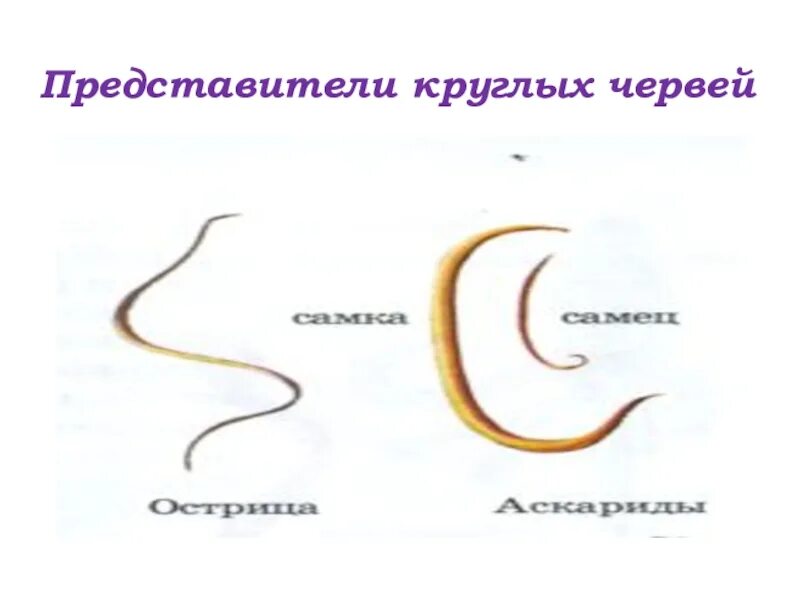 Круглые черви три примера животных. Тип круглые черви представители. Класс и представители круглых червей. Представили круглых червей. Представители типа круглых червей.
