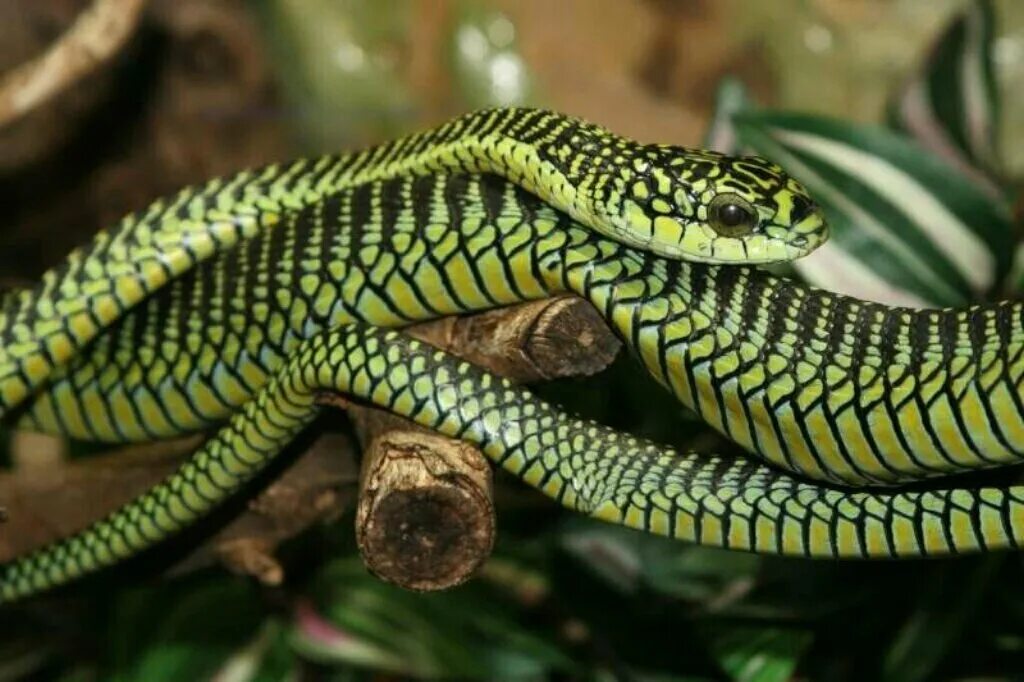 Snake wiki