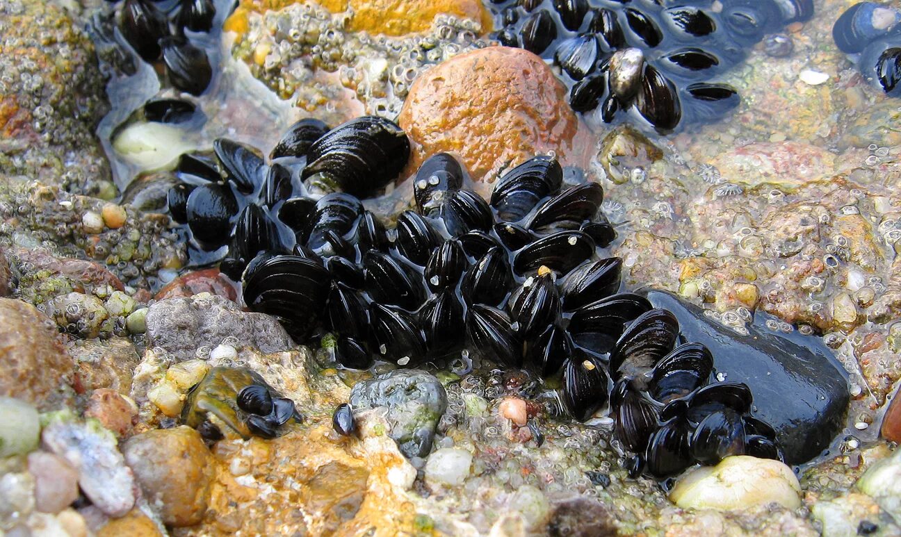 Черная живет в воде. Моллюска Mytilus edulis. Моллюск Жемчужница устрицы морская. Съедобная Мидия Mytilus edulis. Мидия Тихоокеанская Mytilus trossulus.