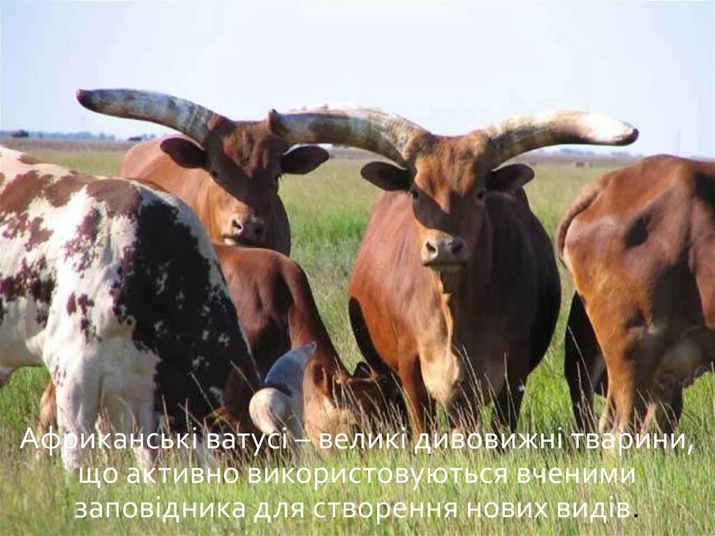 Асканія нова заповідник. Аскания нова горные степи. Биосферный заповедник аскания-нова. Аскания нова горные степи. Аскания-нова заповедник животные.