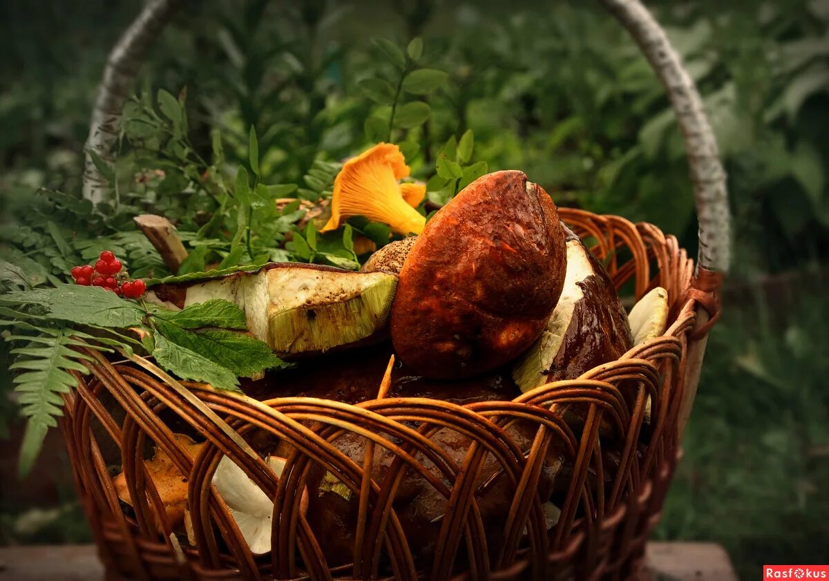 дары леса логотип.