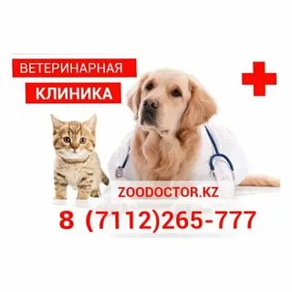 Зоодоктор