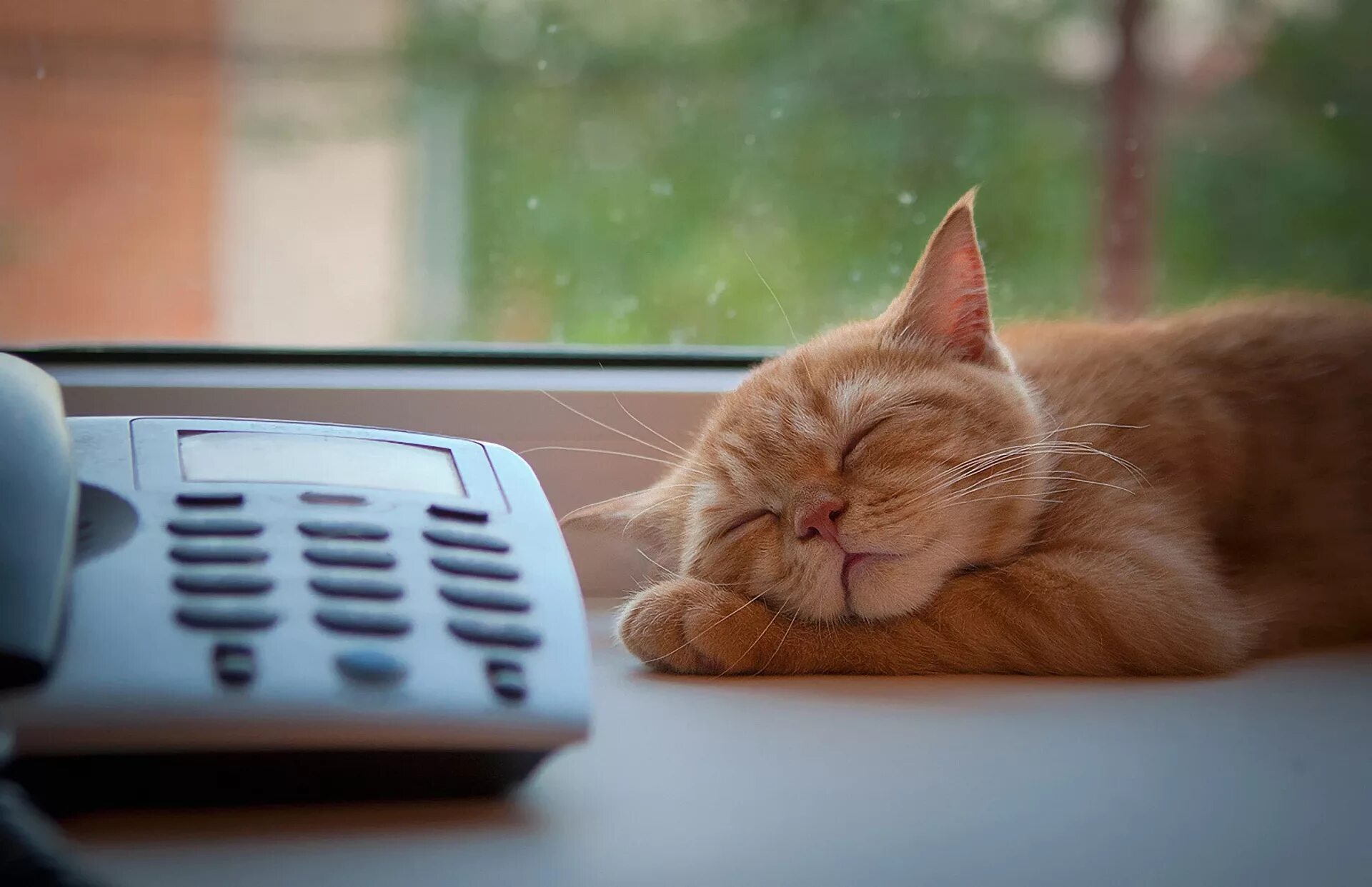 Скучал телефону. Кот ждет. Котенок ждет. Кошка скучает. Кошка с телефоном.