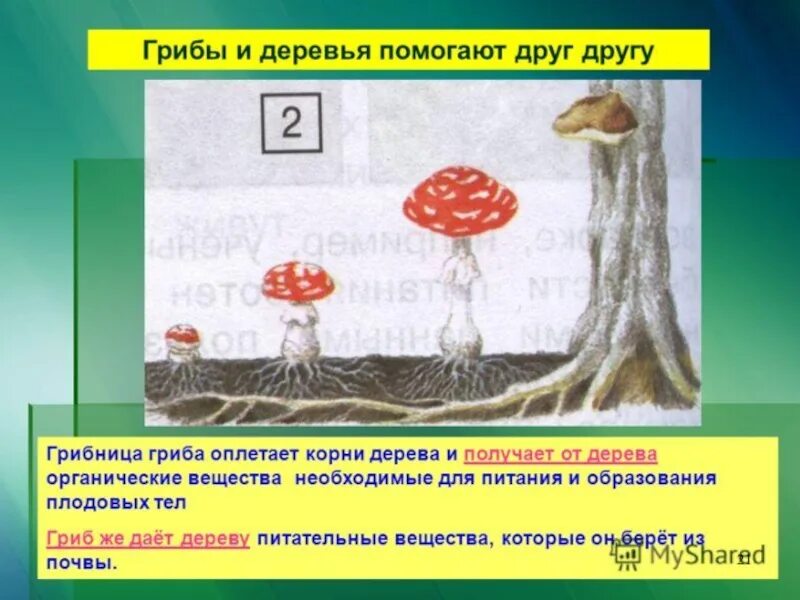 Как грибы связаны с деревьями. Что дает гриб дереву. Шляпочные грибы. Симбиоз шляпочных грибов и деревьев.