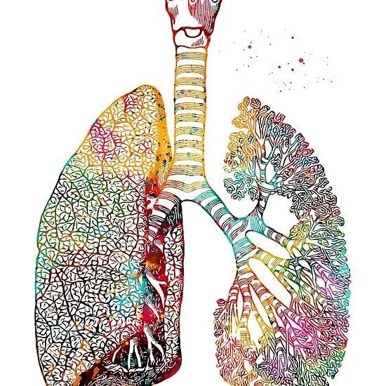 Lung Anatomy Изображения: просматривайте стоковые фотографии, векторные изображе