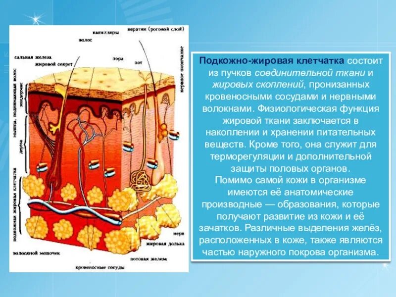 Подкожная клетчатка функции. Гиподерма это подкожная жировая клетчатка. кожа подкожно жировая клетчатка. подкожно-жировая клетчатка (гиподерма). подкожная клетчатка состоит из.
