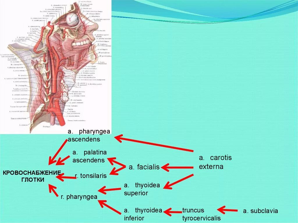 Топографическая анатомия глотки кровоснабжение. Глотка кровоснабжение и иннервация. Иннервация гортани схема. Кровоснабжение глотки схема.