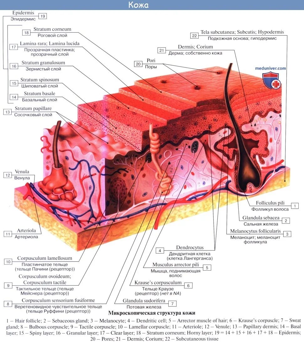 Какая более мощная структура кожи у тюленей. Строение и физиология кожи. Эпидермис 2) дерма 3) гиподерма. Послойное строение кожи анатомия. Анатомия, гистология и физиология кожи..