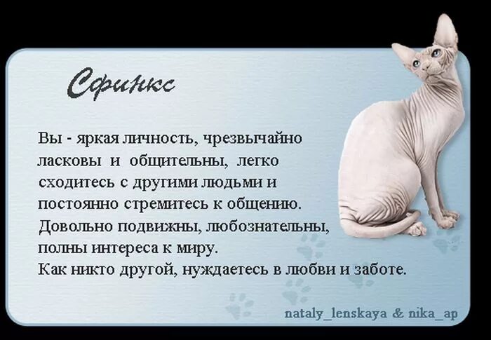Интересные факты о сфинксах. Канадский сфинкс сиамского окраса. Интересные факты о сфинксах. Интересное о котах. Кошка породы сфинкс описание.