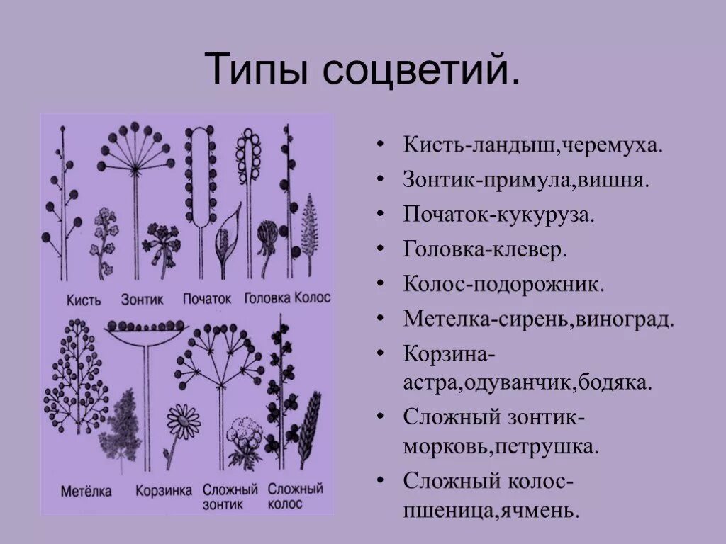 Тип соцветия кисть характерные признаки. Типы соцветий кисть зонтик головка. Характерные признаки типа соцветия сложный зонтик. Строение соцветия сложный зонтик. Сложный зонтик соцветие примеры растений