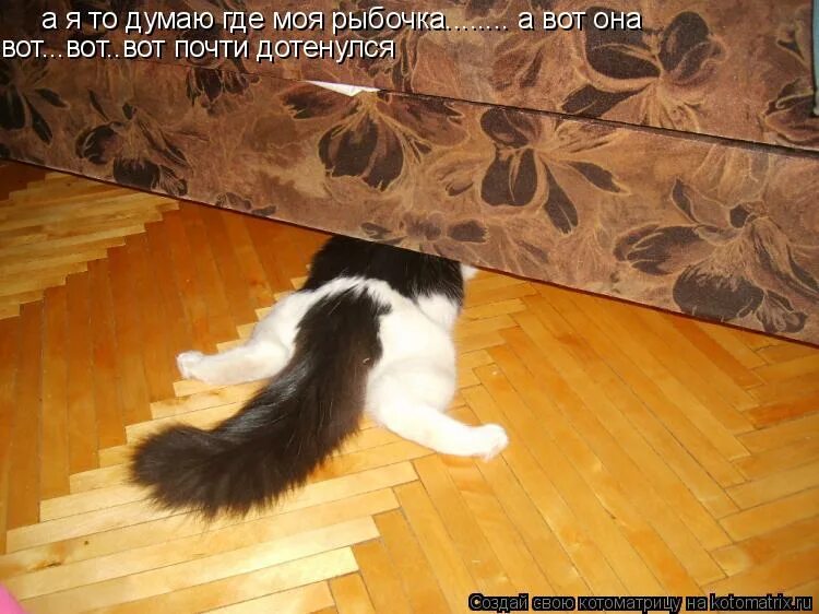 Как мне надоел уже надоело. Наступить на хвост. кошка которой наступили на хвост. не наступи на мой хвостик. надоело уже.