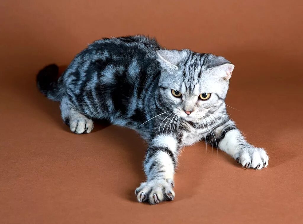 Котенок породы короткошерстных. Британские короткошерстные котята. Американский короткошерстный кот. Европейская короткошерстная кошка. Американская короткошёрстная клшка.