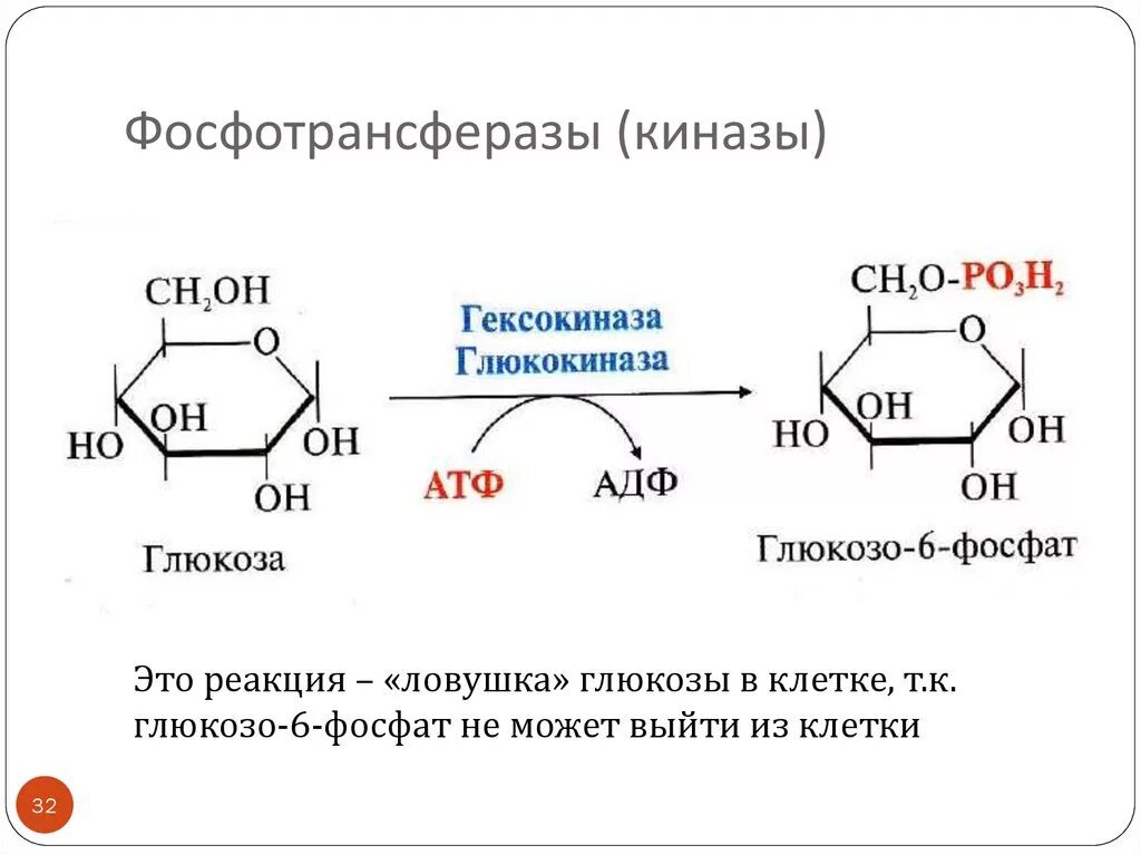 32 атф. Глюкоза Глюкоза 6 фосфат. Глюкоза и гексокиназа реакция. Фосфорилирование Глюкозы катализирует гексокиназа. Реакция активирования Глюкозы.