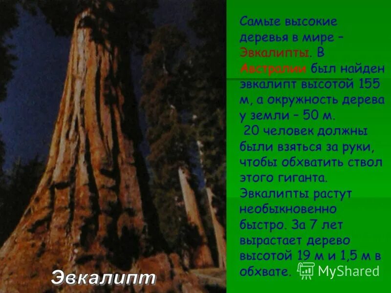 Сколько метров дерево. Эвкалипт дерево высота максимальная. Высота секвойи, эвкалипта. Эвкалипт самое высокое дерево в мире. Эвкалипт и Секвойя.